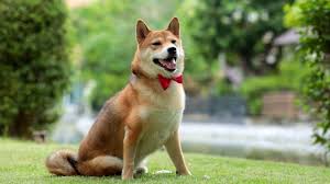 That dog was a shiba inu, and this dog inspired. Shiba Inu Coin Is Dogecoin S New Competitor