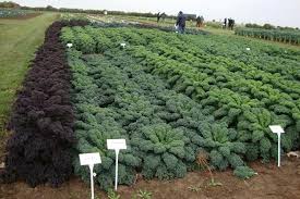Check spelling or type a new query. How To Grow Kale Rhs Gardening