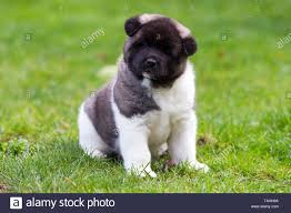 We breed quality dogs and with an excellent health. American Akita Puppy Stockfotos Und Bilder Kaufen Alamy
