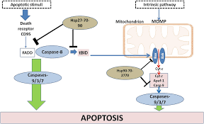 I was in my tenth year of sobriety, when i planned to drink again. Heat Shock Proteins Mediate Anastasis And Plasticity Of Thermotolerant Cells Springerlink