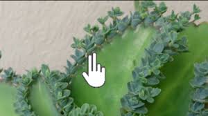 Typically used to stop masturbation. Vegetative Propagation Advantages Video Khan Academy