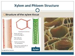 It is basically diffusion of substances from one cell to. Xylem And Phloem Outline Xylem And Phloem Definition