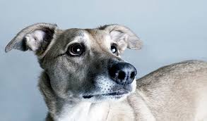 Image result for lurcher dog
