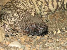 Mexican beaded lizard is larger) and. Datei Mexican Beaded Lizard Jpg Wikipedia