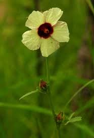 Image result for Hibiscus nigricaulis
