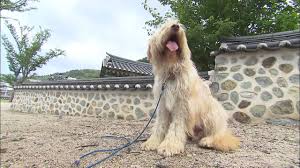 The sapsali is playful, loyal and friendly korean dog breed. Korean Guard Dogs Youtube