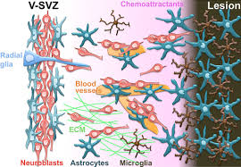 Japanese association for animal cell technology. Mechanisms Of Neuronal Migration In The Adult Brain Kaneko 2017 Journal Of Neurochemistry Wiley Online Library