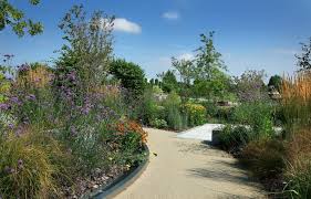 These tender bright red flowers are a common weed in europe. Johnsons Supply Plants To Uk Remembrance Centre Johnsons Of Whixley
