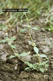 Image result for Gisekia