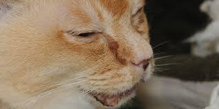 You should assess how severe the issue is before. Cat Flu Upper Respiratory Infection International Cat Care