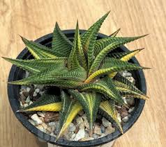 Image result for Haworthia limifolia