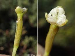 Image result for Vallisneria