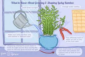 Lucky bamboo widely grown as an indoor plant and loved around the world for its symbolism and ease of care. Lucky Bamboo Indoor Plant Care Growing Guide
