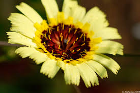 Image result for Tolpis