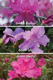 How To Choose Encore Azalea Color Patterns Encore Azalea Azalea Color Azaleas Front Yard Plants