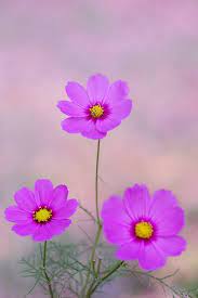 Fuckyeahlovelyflowers Umla Goawaycomeback Gigimelo Adorablelife Kasumicr Trio Via Sakura Beautiful Flowers Cosmos Flowers Pretty Flowers