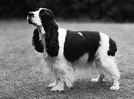 Black And White Short Hair English Springer Spaniel Want A Cocker Spaniel So Badly Too Cocker Spaniel Cocker Spaniel Dog Spaniel