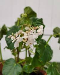 Image result for Begoniaceae