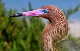 The birds — identified as chimney swifts, which migrate from the united states to south america in the fall — were caught on video flying into the large. Hundreds Of Chimney Swifts Strike Nascar Building Birdwatching