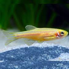 Found originally in various parts of india, pakistan, bangladesh, nepal and bhutan, the striped danio has also been released into the wild (both deliberately and by accident) in columbia, malaysia and parts of the united states.danios are: Gold Zebra Danio Medium Large Aquatics To Your Door