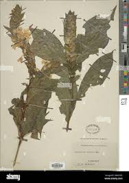 Image result for Lankesteria