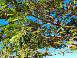 Image result for Albizia adianthifolia × gummifera