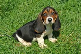 This lemon / white basset hound dog id: Mini Basset Hound Puppies Luxury Puppies 2 U Long Island