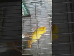 Bulbul Otumlu Kanarya 2017 2018 Kenari Super Nightingale Youtube In 2020 Bird