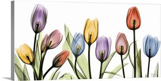 Download Xray Art X Ray Photography Flower Art Wall Canvases Great Big Canvas