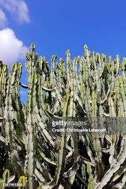 Image result for Euphorbia candelabrum