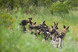 Adaptations speedy pursuit african wild dogs have tremendous endurance running at speeds of 37 mph for three miles or more pursuing prey. Ten Facts About The African Wild Dog