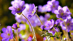 Flower images flower wallpaper spring images hd images nature. Flowers Can Dance Amazing Nature Beautiful Blooming Flower Time Lapse Video Youtube