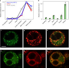 Maybe you would like to learn more about one of these? Pectin Rg I Rhamnosyltransferases Represent A Novel Plant Specific Glycosyltransferase Family Nature Plants