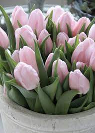 Tulips Tulips Garden Bulb Flowers Spring Tulips