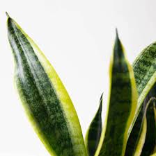 Image result for Tristachya superba