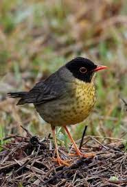 Pin On Birds