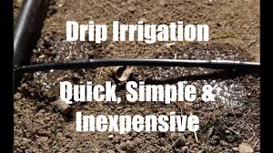 One of the sprinkler heads in our backyard is completely blocked by the bamboo i planted a couple years ago and a rhododendron that was probably a small. 10 Garden Series 9 How To Install A Drip Irrigation System For Your Garden Youtube