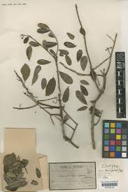 Image result for Scolopia rhamniphylla