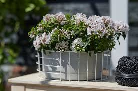 Image result for Commelina latifolia