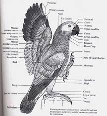 I Would Totally Frame This African Grey Parrot African Grey Pet Birds