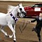 American Cup Championship Arabian Horse Show