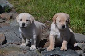 Find the best akc labradors in northern california, black and chocolate english labrador retriever puppies in san francisco, san jose, oakland, and their many suburbs. Nor Cal Labs Next Litter Will Be Coming Soon