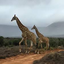 Pin By Lin Plant On Elephants And African Art Animal Atlas Giraffe Unique Animals