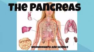 Image result for pancreas location