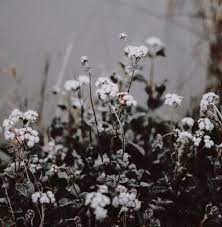 Check spelling or type a new query. 38 Ideas Flowers Aesthetic Grey Flower Aesthetic Aesthetic Grey Grey Aesthetic