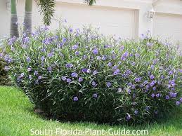 Image result for Ruellia