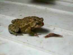 List Of Natural Enemies Predators Of Slugs Snails How To Attract Them Prevent Pests Promote Biodiversity Slugs Garden Pests Organic Raised Garden Beds