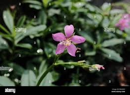 Image result for Talinum fruticosum