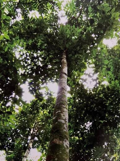 tall, towering Dipterocarpus alatus tree, also commonly known as the Yang  Na tree. It is a species of large tropical tree in the family  Dipterocarpaceae. These trees are prominent in Southeast Asia,