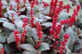 Image result for Gunnera perpensa